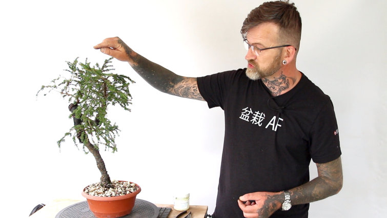Develop Coniferous Bonsai